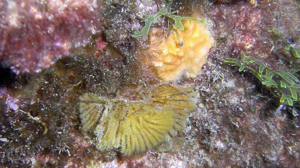 Qualcosa come Hornera frondiculata?