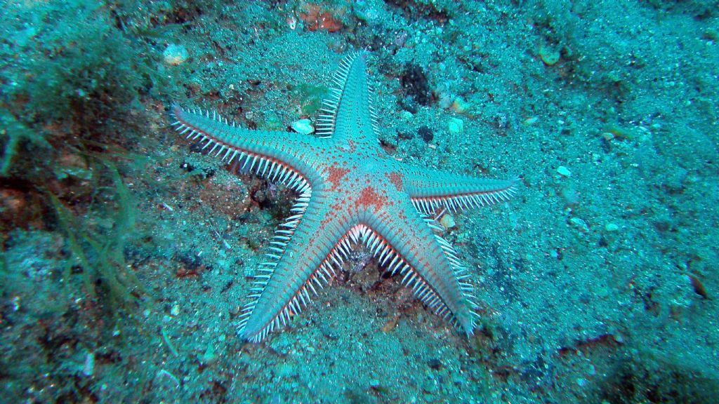 Non sono tutti Astropecten platyacanthus