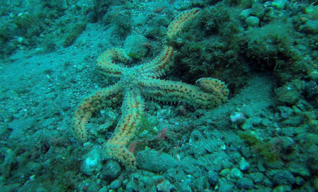 Immersioni nello stretto di Messina