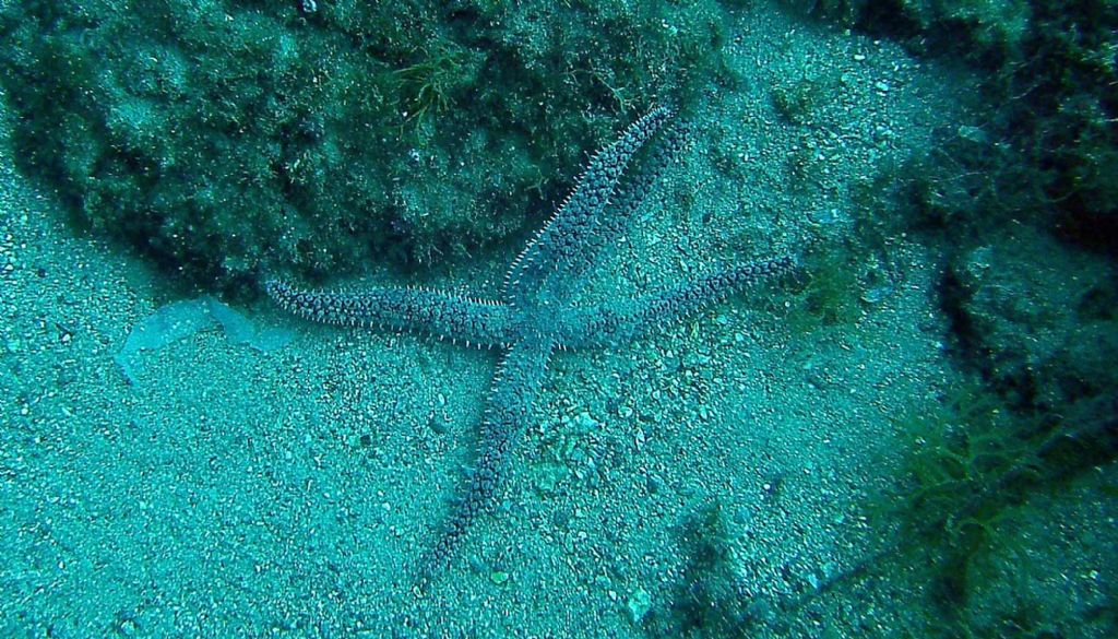 Immersioni nello stretto di Messina