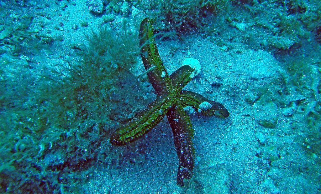 Immersioni nello stretto di Messina