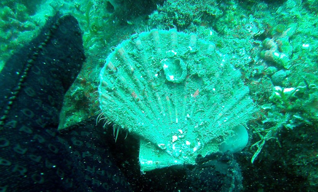 Dall''Istria: Pecten jacobeus?