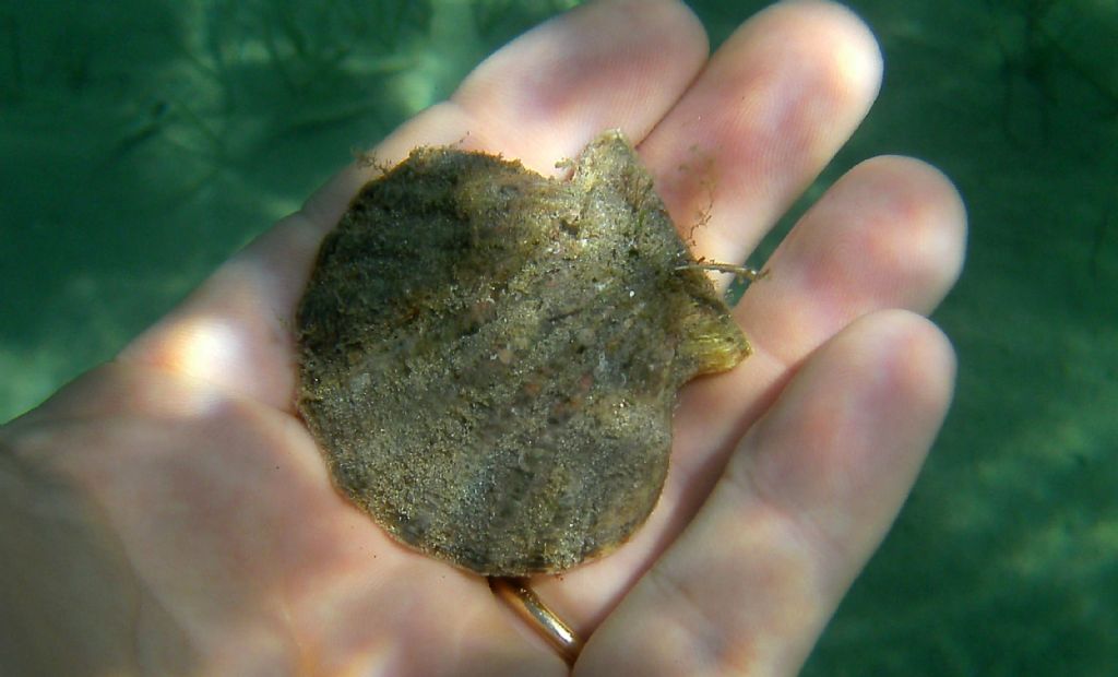 Pectinidae dall''Istria