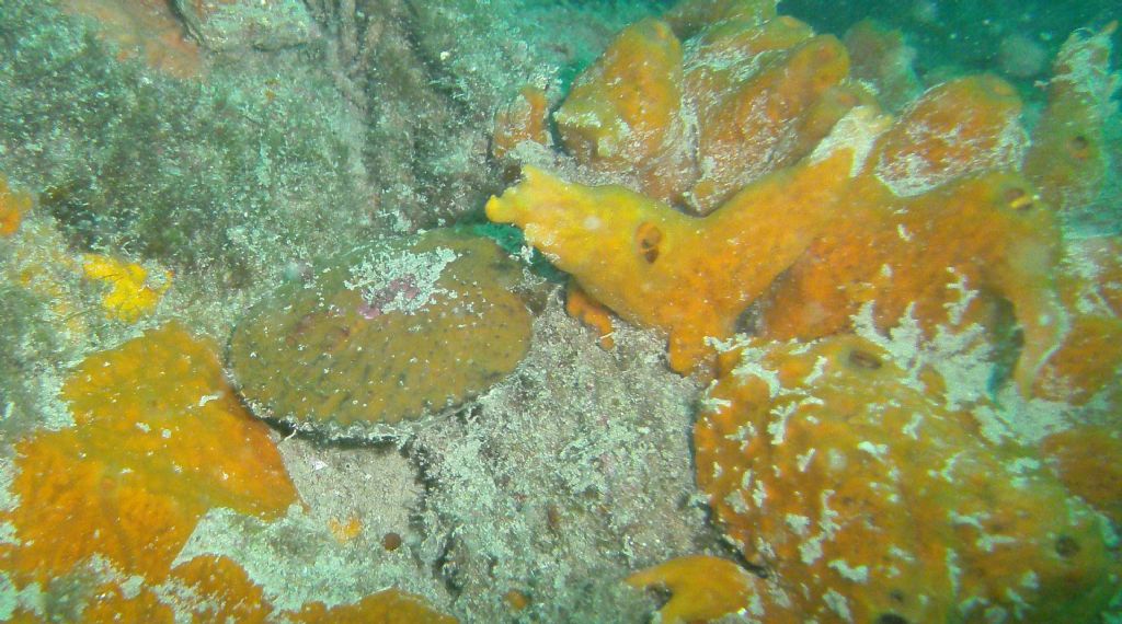 Pectinidae dall''Istria