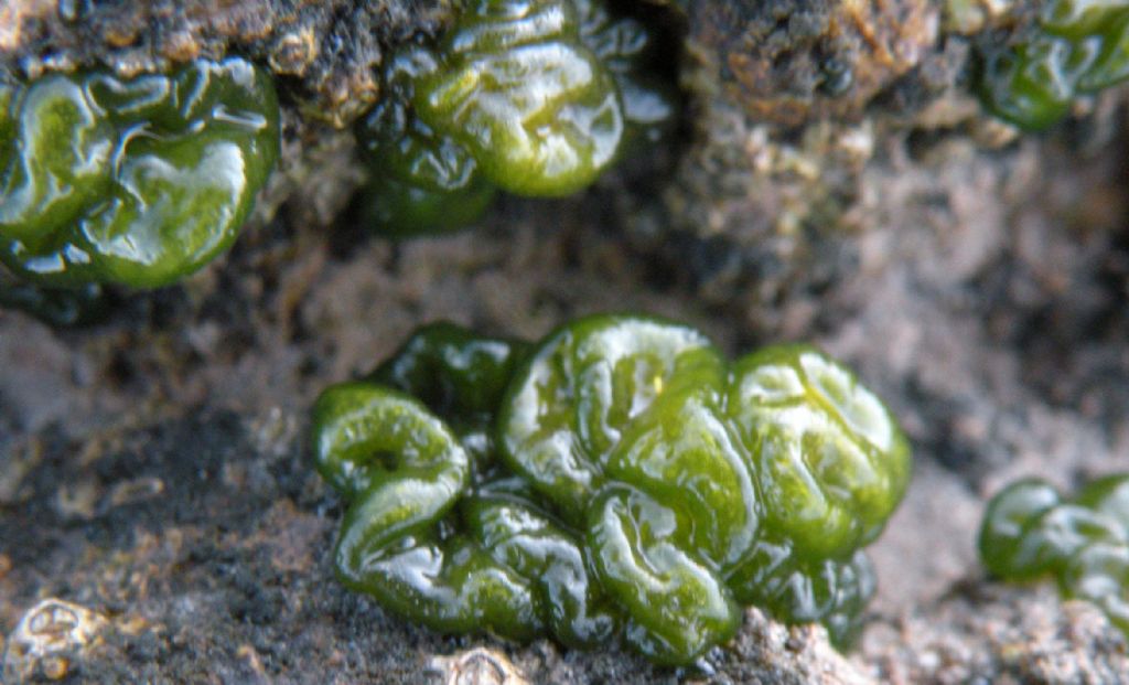 Rivularia sp.