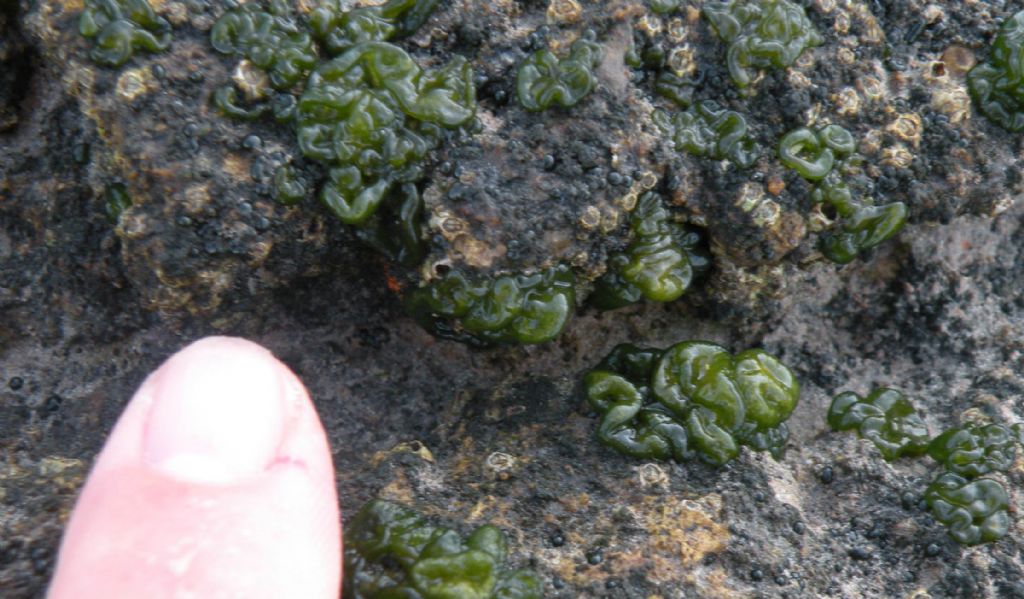 Rivularia sp.