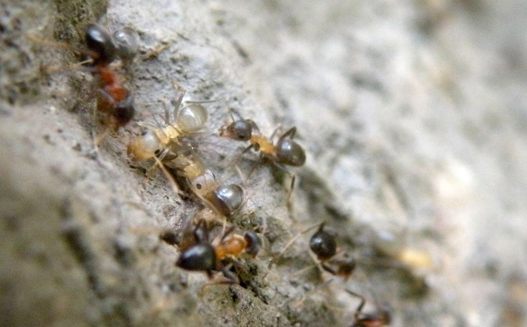 Formiche fantasma: Lasius emarginatus neosfarfallate