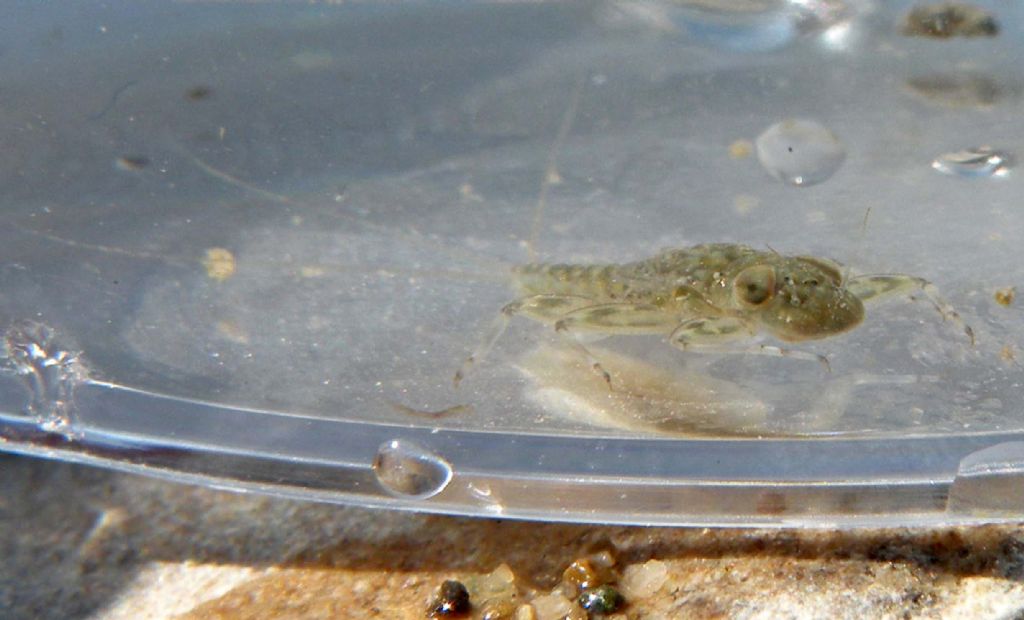 Probabile ninfa di Electrogena del torrente Enza (PR)