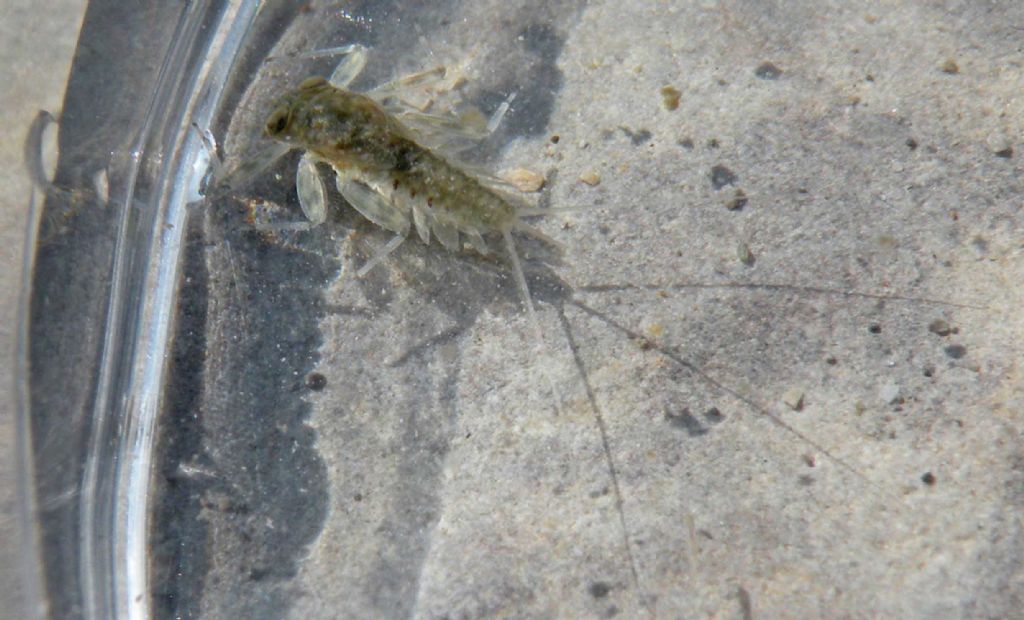 Probabile ninfa di Electrogena del torrente Enza (PR)