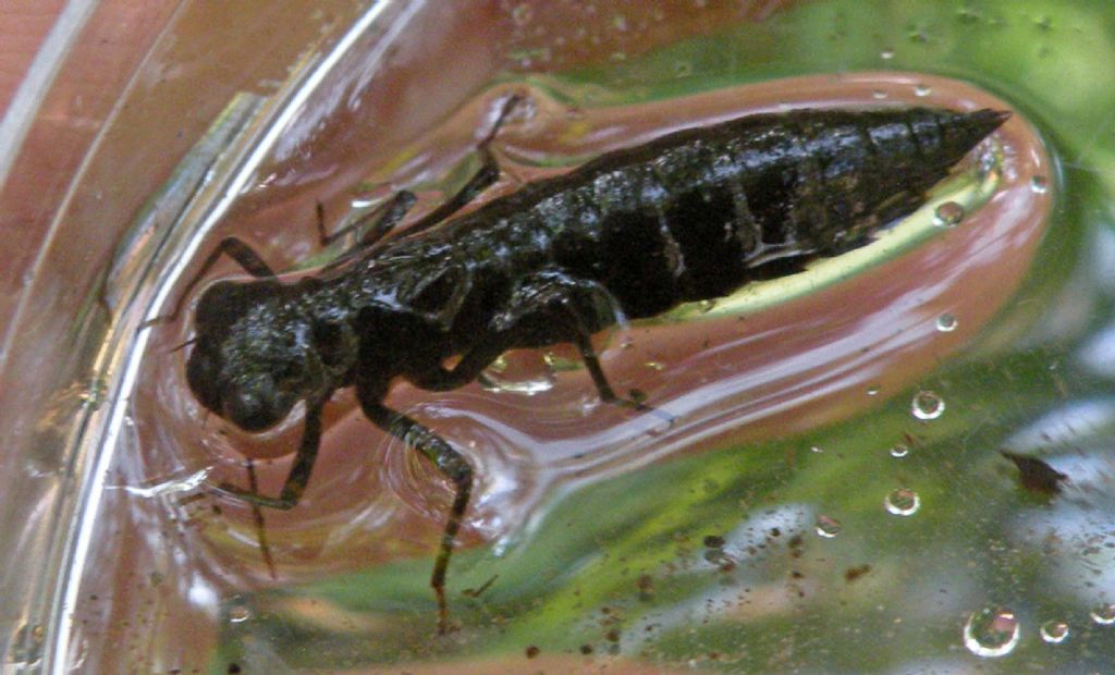 Larva di Anisoptera: Aeshna cyanea