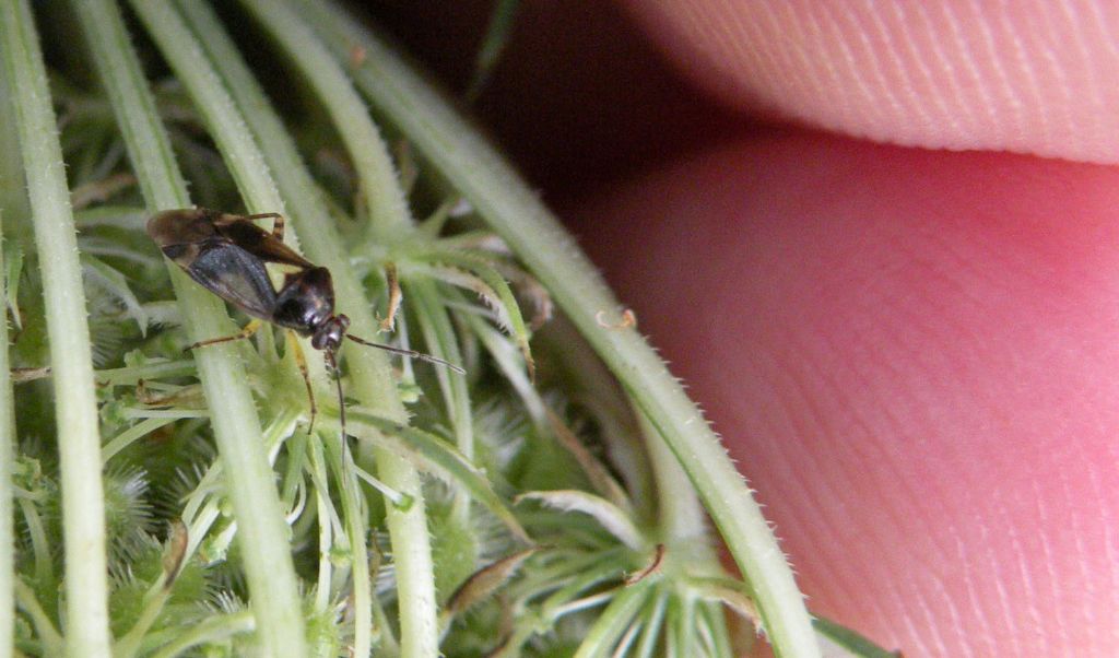 Miridae:Orthops cfr. basalis