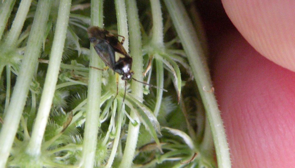 Miridae:Orthops cfr. basalis