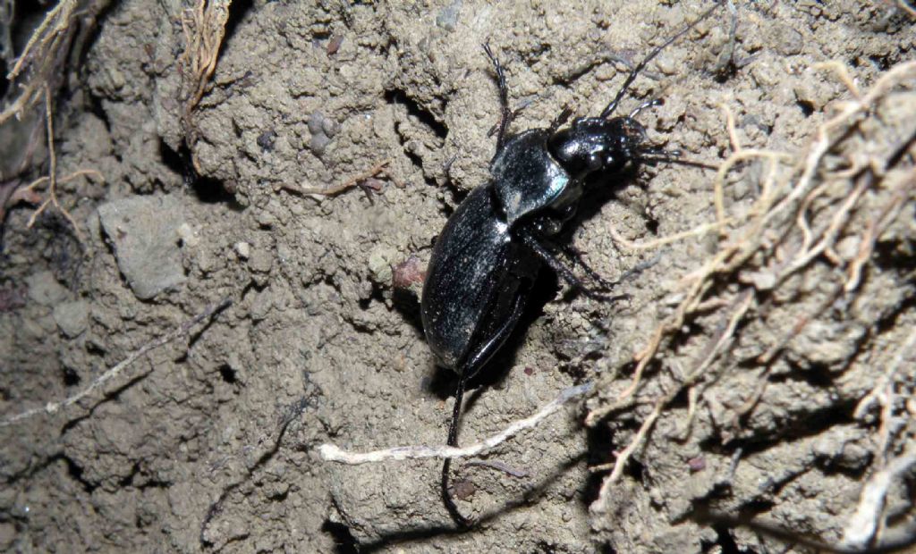 Carabus rossii