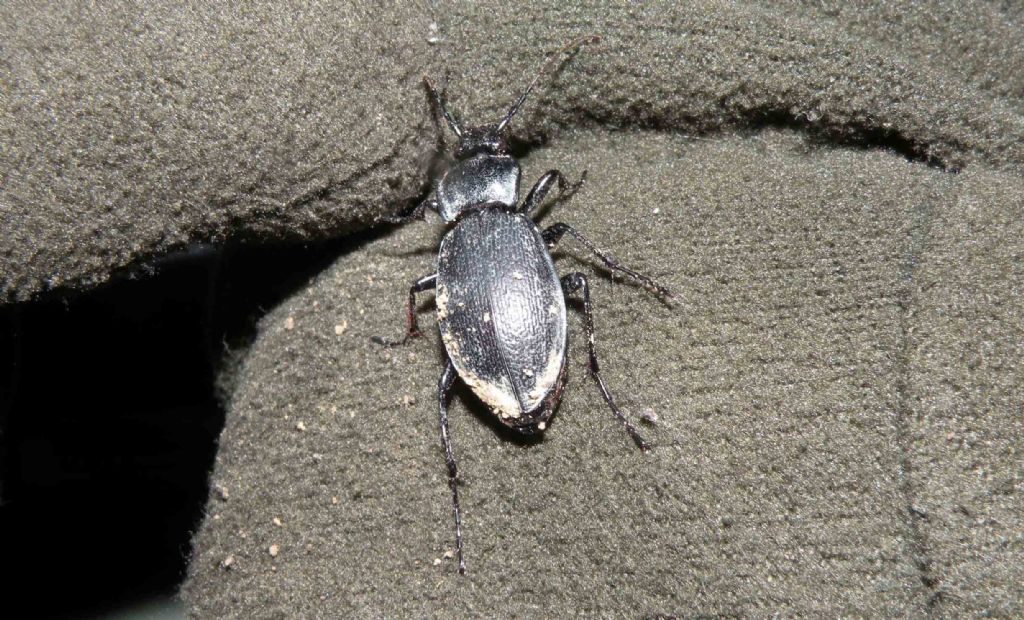 Carabus rossii