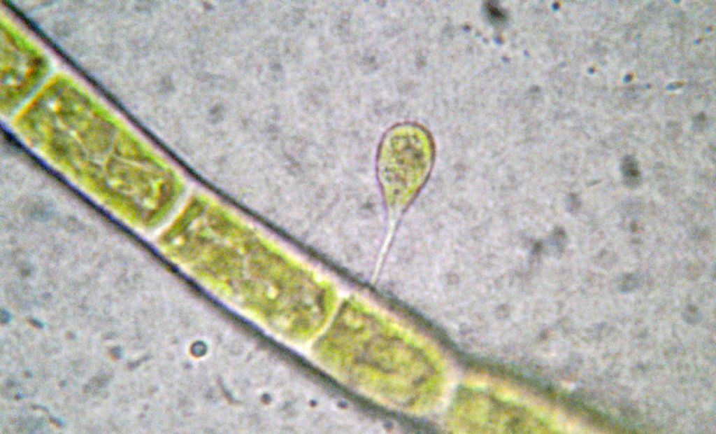 Potrebbe essere Characiopsis pyriformis
