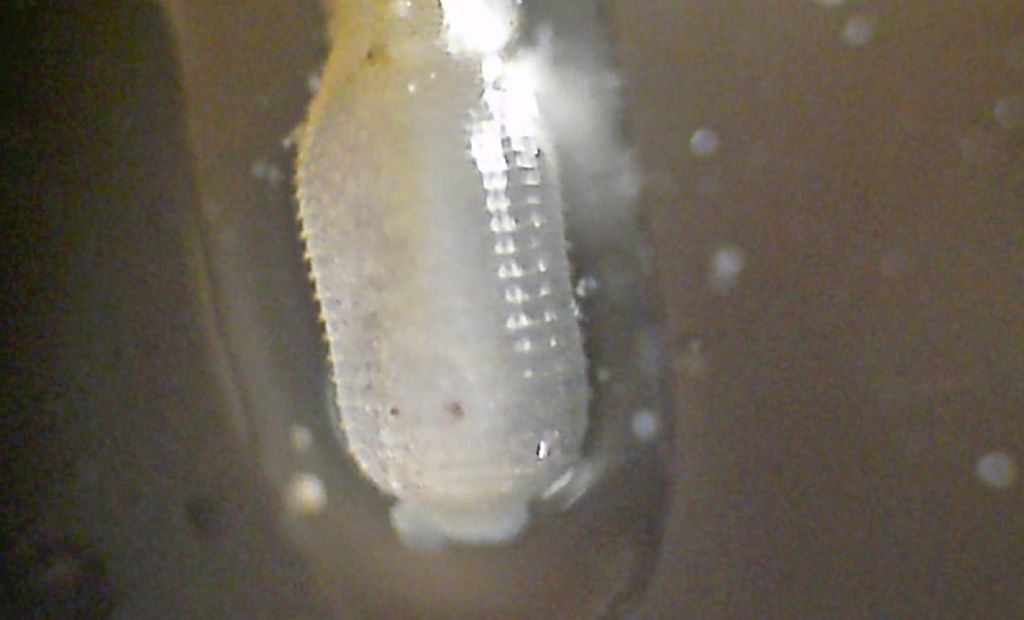 Aspidosiphon muelleri (Sipuncula)?