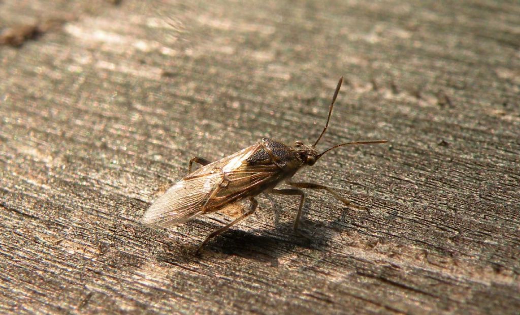 Rhopalidae:  Liorhyssus hyalinus