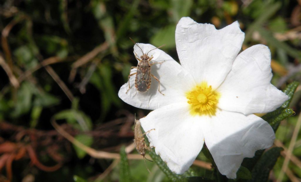Dalla Francia: Liorhyssus hyalinus?
