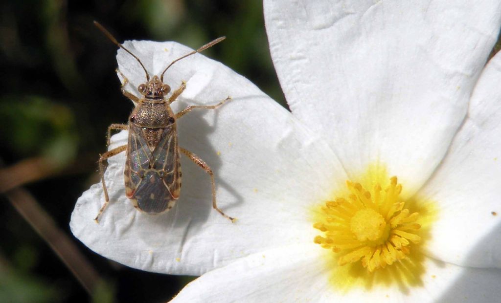 Dalla Francia: Liorhyssus hyalinus?