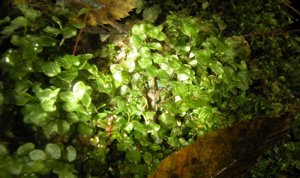 Rhizomnium punctatum