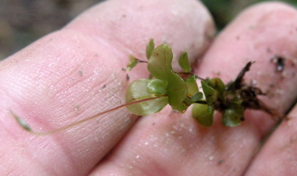 Rhizomnium punctatum