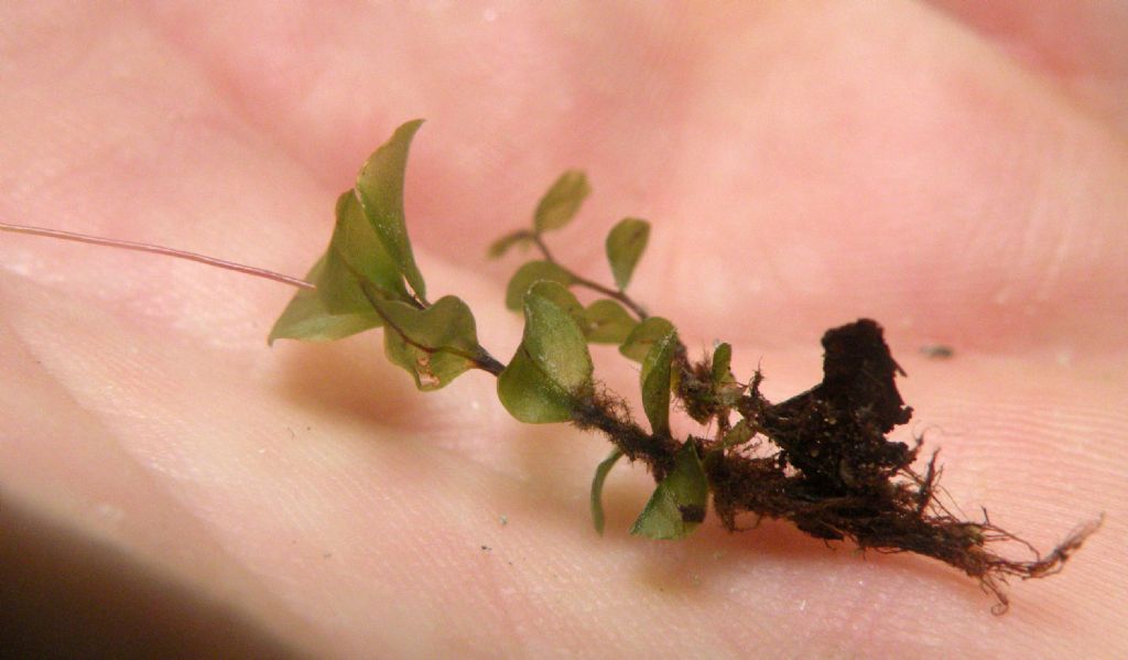 Rhizomnium punctatum