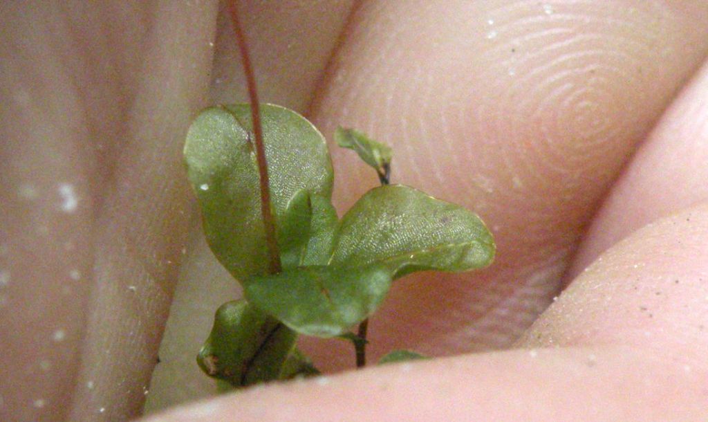 Rhizomnium punctatum