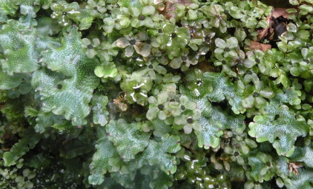 Rhizomnium punctatum