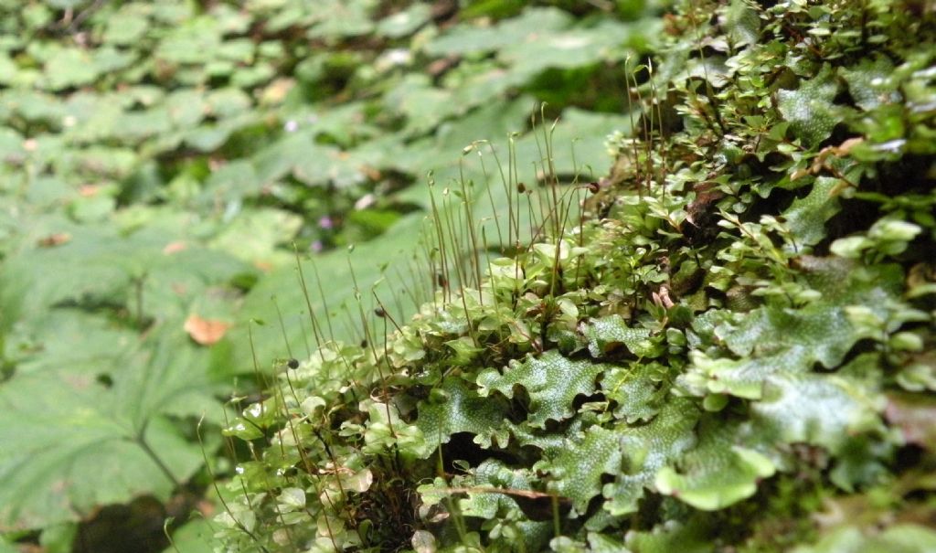 Rhizomnium punctatum