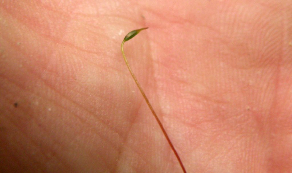 Rhizomnium punctatum