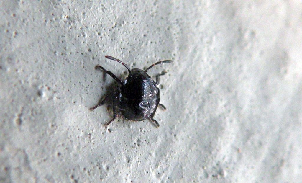 Ninfa: forse Picromerus bidens?
