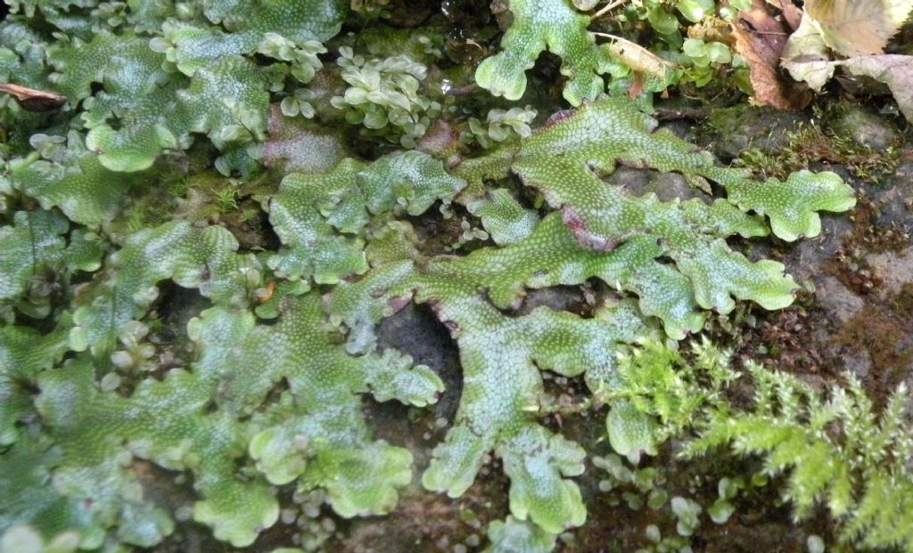 Epatica valdostana: Conocephalum conicum