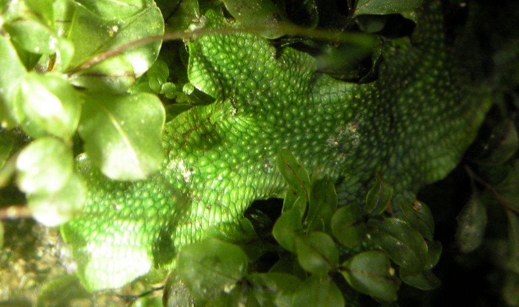 Epatica valdostana: Conocephalum conicum