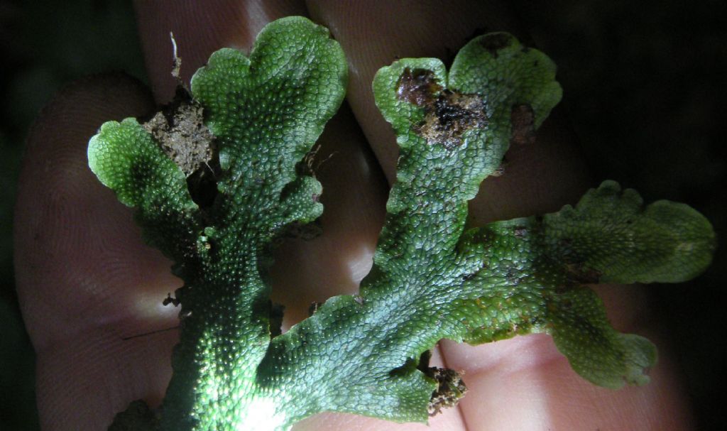 Epatica valdostana: Conocephalum conicum