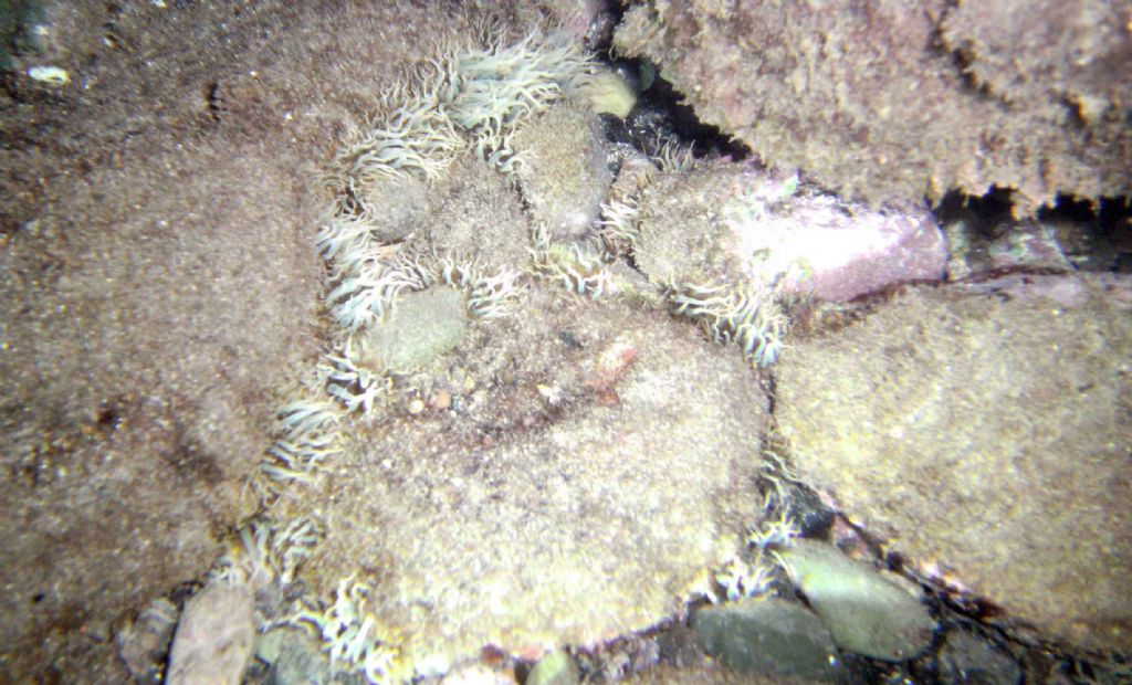 Tentacoli di Aiptasia diaphana