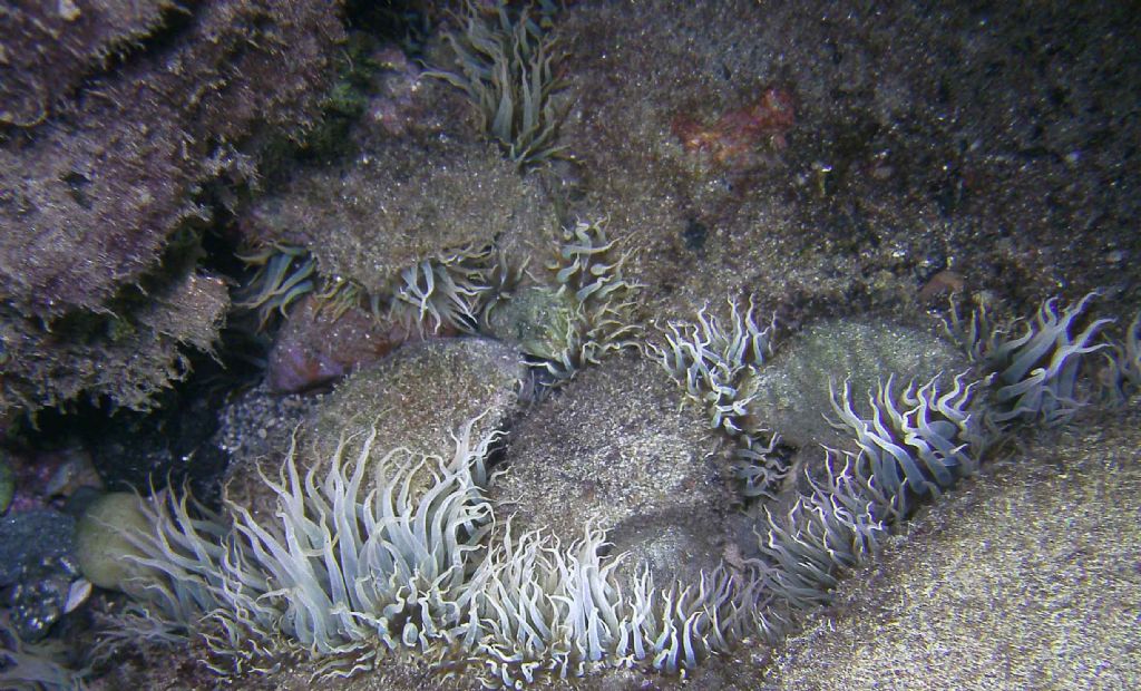 Tentacoli di Aiptasia diaphana
