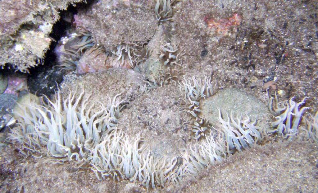 Tentacoli di Aiptasia diaphana