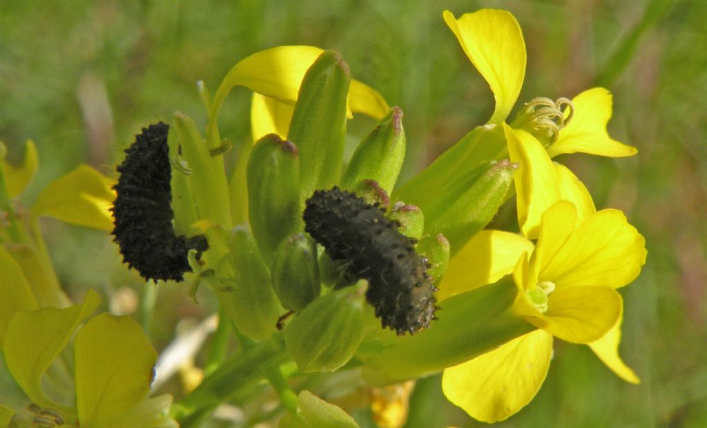 Bruchi da identificare