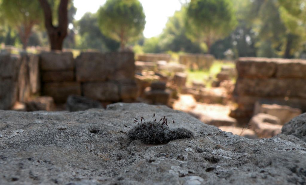 Muschio olimpico - Grimmia sp.