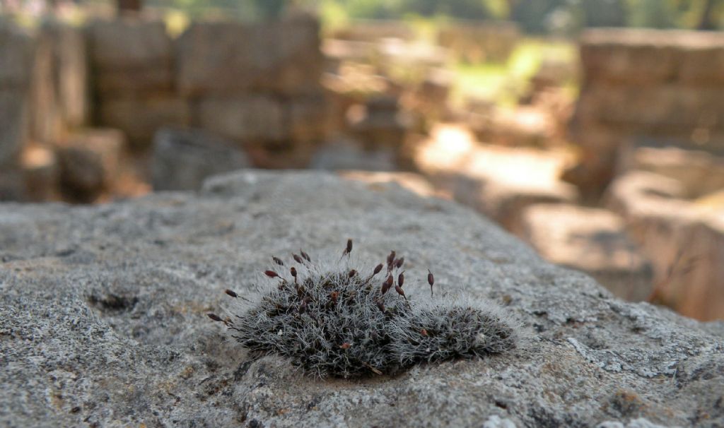 Muschio olimpico - Grimmia sp.