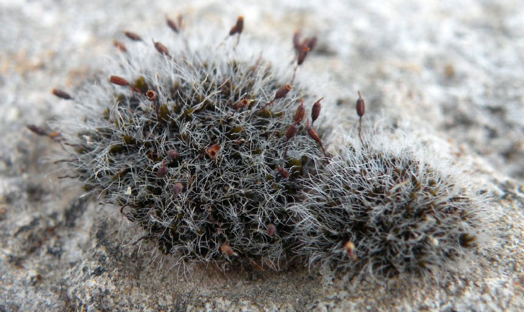 Muschio olimpico - Grimmia sp.