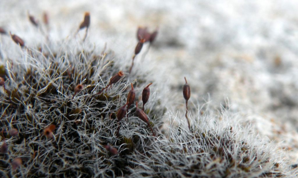 Muschio olimpico - Grimmia sp.