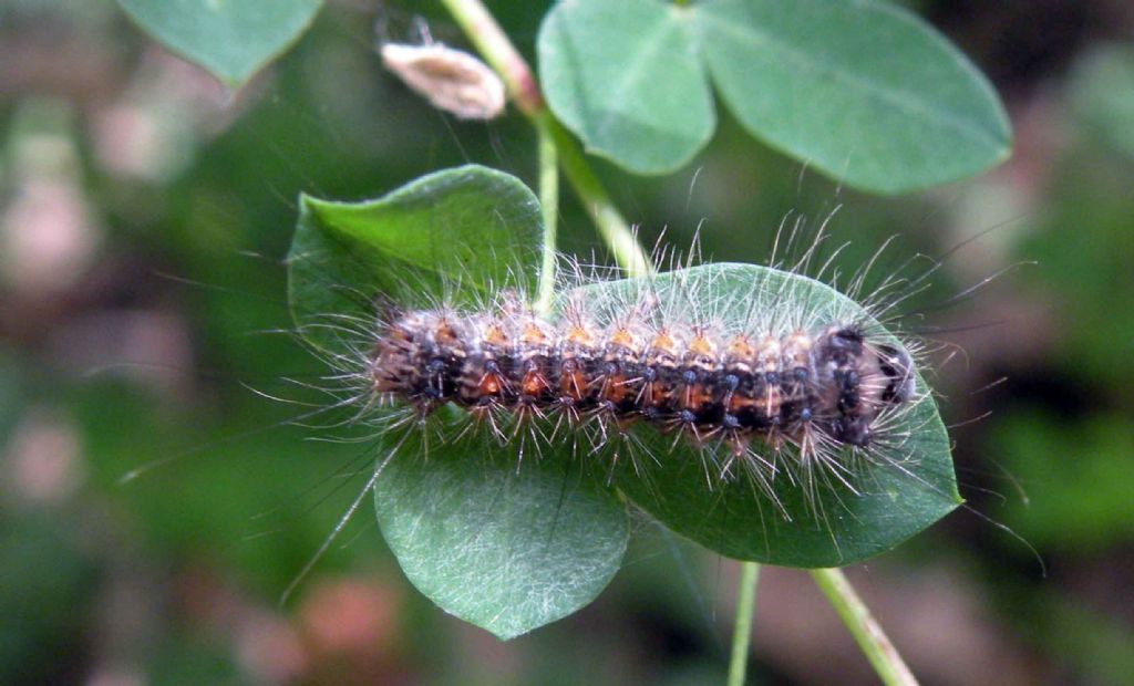 Certamente un bruco di lepidottero - Lymantria dispar