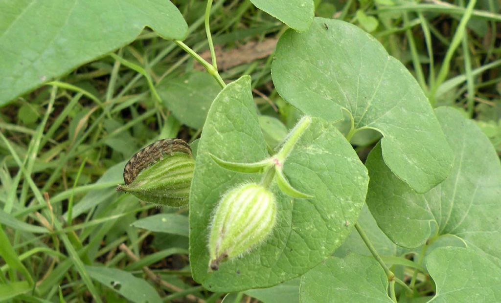 Forse un bruco di lepidottero - Cfr. Hadena (Hadena) bicruris