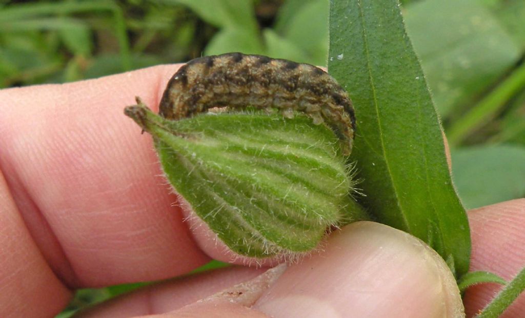 Forse un bruco di lepidottero - Cfr. Hadena (Hadena) bicruris