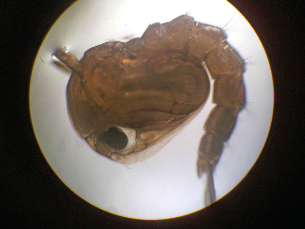 Larve di Chironomidae?  No, di Culicidae (zanzara)