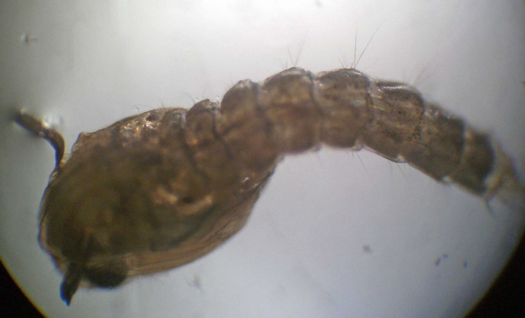Larve di Chironomidae?  No, di Culicidae (zanzara)