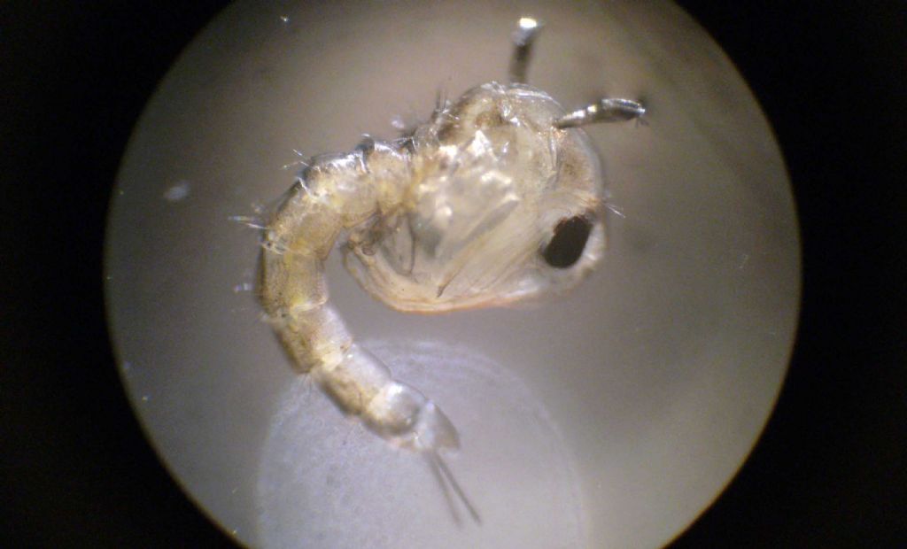 Larve di Chironomidae?  No, di Culicidae (zanzara)