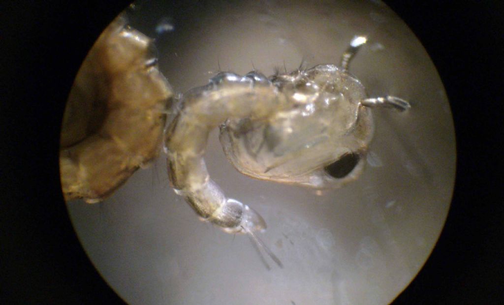 Larve di Chironomidae?  No, di Culicidae (zanzara)