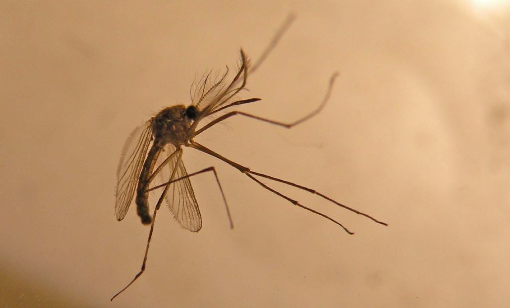 Larve di Chironomidae?  No, di Culicidae (zanzara)